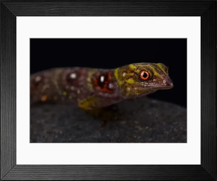 Framed Print : Union island gecko (Gonatodes daudini) Framed Print : Union island gecko (Gonatodes daudini)