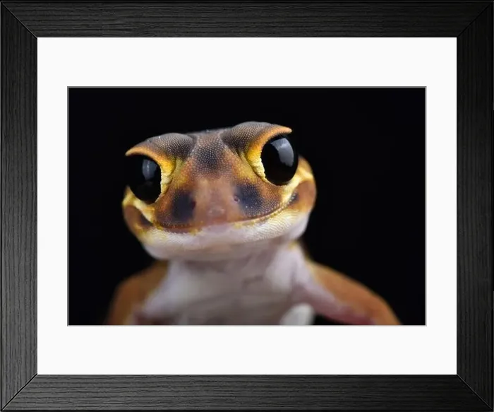 Framed Print : Smooth knob-tailed gecko (Nephrurus laevissimus) Framed Print : Smooth knob-tailed gecko (Nephrurus laevissimus)