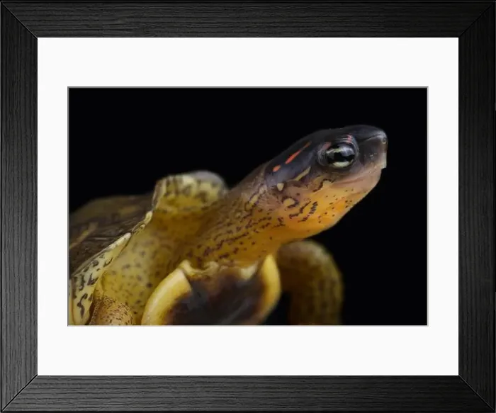 Framed Print : Furrowed wood turtle (Rhinoclemmys areolata) Framed Print : Furrowed wood turtle (Rhinoclemmys areolata)