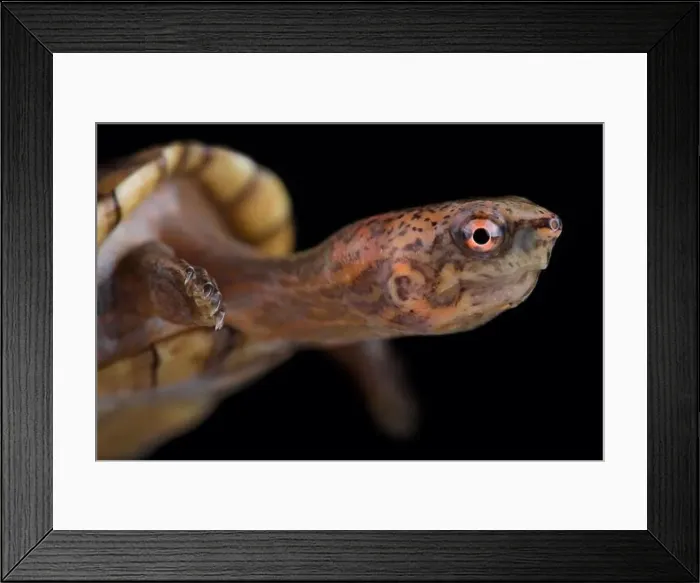 Framed Print : Tabasco mud turtle (Kinosternon acutum) Framed Print : Tabasco mud turtle (Kinosternon acutum)