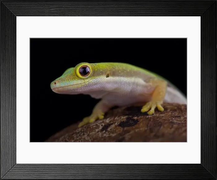 Framed Print : Lesser day gecko (Phelsuma pusilla pusilla) Framed Print : Lesser day gecko (Phelsuma pusilla pusilla)
