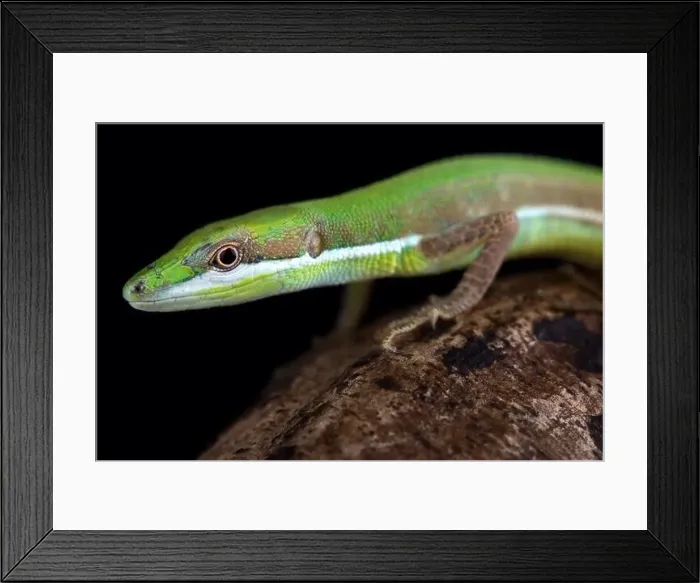 Framed Print : Emerald grass lizard (Takydromus smaragdinus) Framed Print : Emerald grass lizard (Takydromus smaragdinus)
