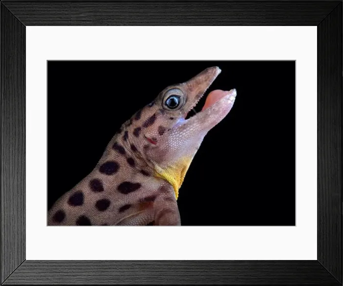 Framed Print : Saban Anole (Ctenonotus sabanus) Framed Print : Saban Anole (Ctenonotus sabanus)
