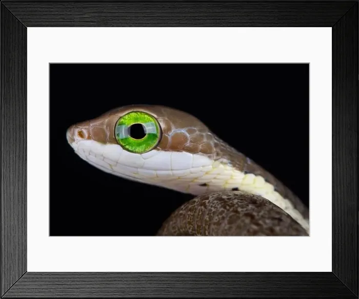 Framed Print : Boomslang (Dispholidus typus) Framed Print : Boomslang (Dispholidus typus)
