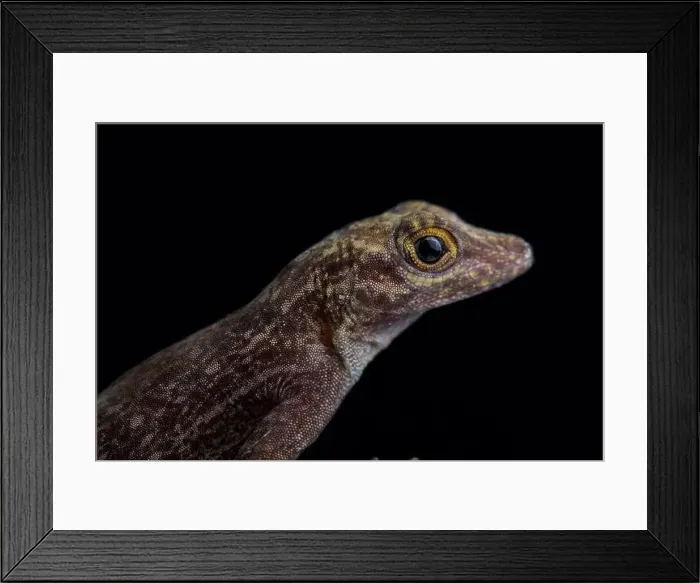 Framed Print : Bark anole (Ctenonotus distichus distichus ) Framed Print : Bark anole (Ctenonotus distichus distichus )