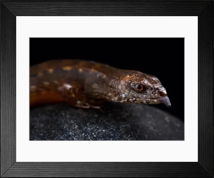 Framed Print : West African water skink (Cophoscincopus simulans) Framed Print : West African water skink (Cophoscincopus simulans)
