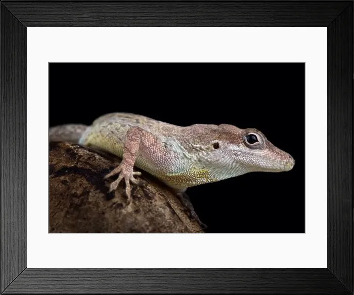 Framed Print : Anguilla bank anole (Ctenonotus gingivinus)