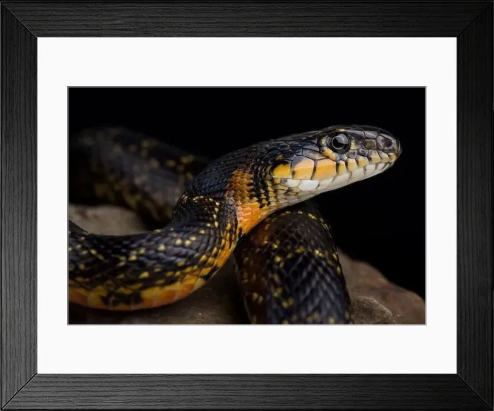 Framed Print : Horseshoe Whip Snake (Hemorrhois hippocrepis) Framed Print : Horseshoe Whip Snake (Hemorrhois hippocrepis)