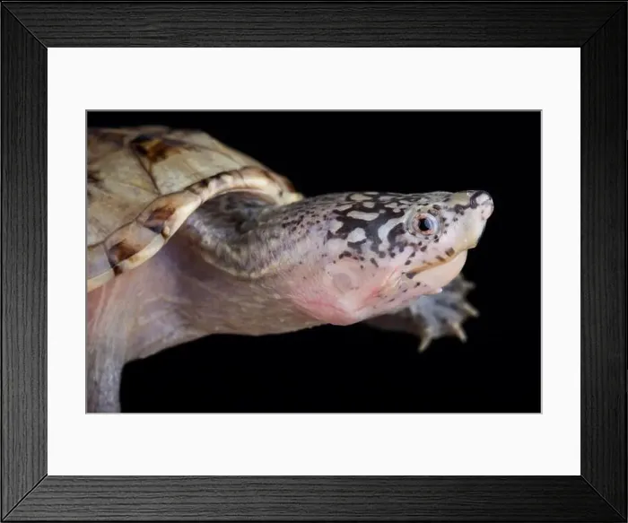 Framed Print : Northern giant musk turtle (Staurotypus triporcatus) Framed Print : Northern giant musk turtle (Staurotypus triporcatus)
