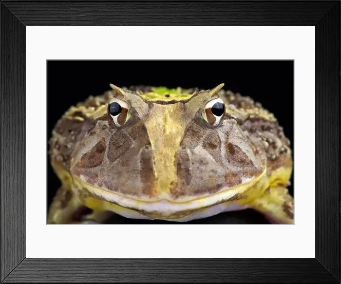 Framed Print : Brazilian horned frog (Ceratophrys aurita) Framed Print : Brazilian horned frog (Ceratophrys aurita)