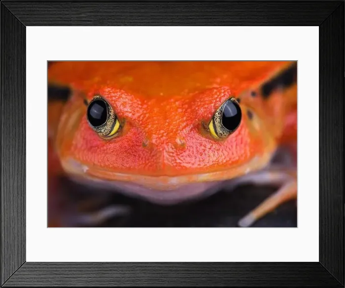 Framed Print : Madagascar tomato frog (Dyscophus antongilii) Framed Print : Madagascar tomato frog (Dyscophus antongilii)