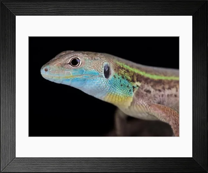 Framed Print : Turkish green lizard (Lacerta pamphylica) Framed Print : Turkish green lizard (Lacerta pamphylica)