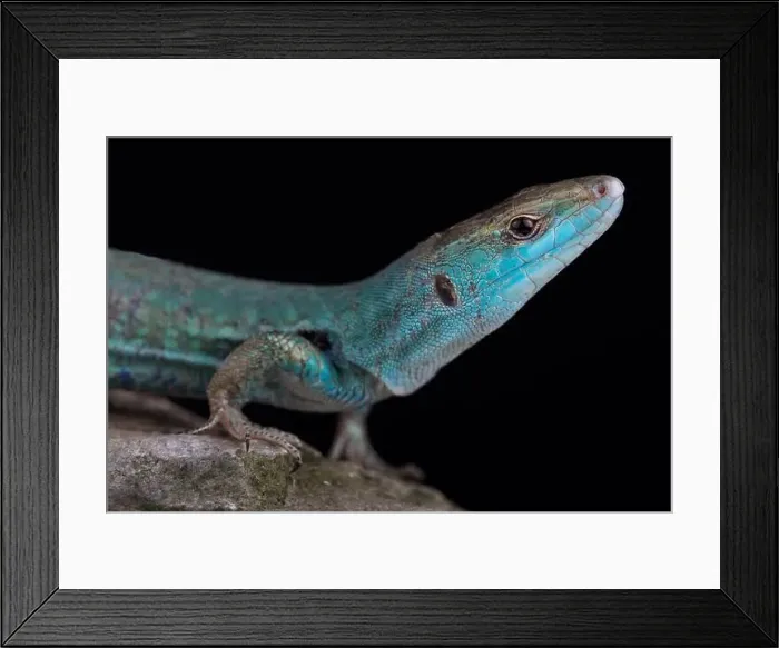 Framed Print : Klemmer's wall lizard (Podarcis sicula klemmeri) endemic to Licosa islet, Campania, Italy Framed Print : Klemmer's wall lizard (Podarcis sicula klemmeri) endemic to Licosa islet, Campania, Italy