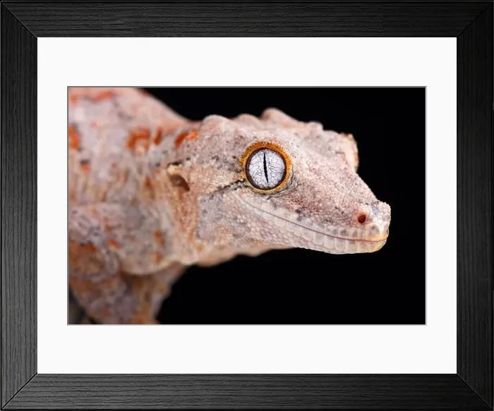 Framed Print : The Gargoyle gecko (Rhacodactylus auriculatus) is a medium sized, endangered, gecko species endemic to New Caledonia Framed Print : The Gargoyle gecko (Rhacodactylus auriculatus) is a medium sized, endangered, gecko species endemic to New Caledonia