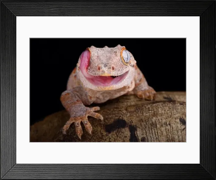 Framed Print : The Gargoyle gecko (Rhacodactylus auriculatus) is a medium sized, endangered, gecko species endemic to New Caledonia Framed Print : The Gargoyle gecko (Rhacodactylus auriculatus) is a medium sized, endangered, gecko species endemic to New Caledonia