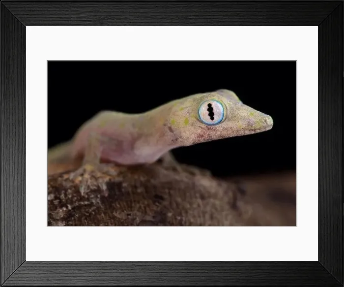 Framed Print : Philippine false gecko (Pseudogekko compresicorpus) Framed Print : Philippine false gecko (Pseudogekko compresicorpus)