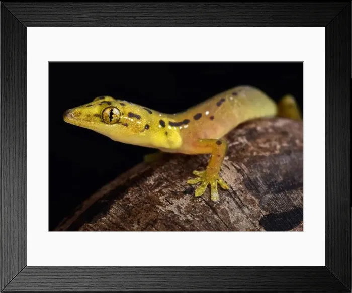 Framed Print : Polillo false gecko (Pseudogekko smaragdinus) Framed Print : Polillo false gecko (Pseudogekko smaragdinus)