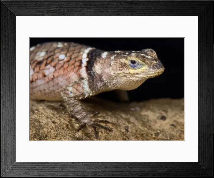 Framed Print : MacDougall's Spiny Lizard (Sceloporus macdougalli) Framed Print : MacDougall's Spiny Lizard (Sceloporus macdougalli)
