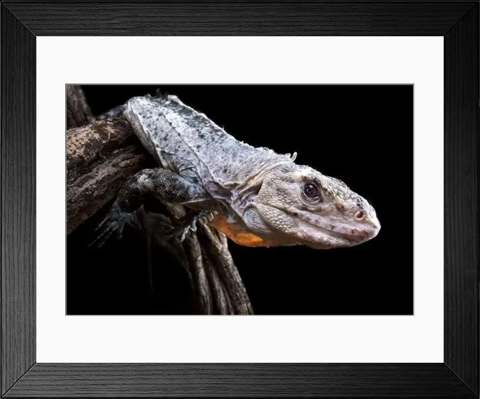Framed Print : Utila Iguana (Ctenosaura bakeri) Framed Print : Utila Iguana (Ctenosaura bakeri)