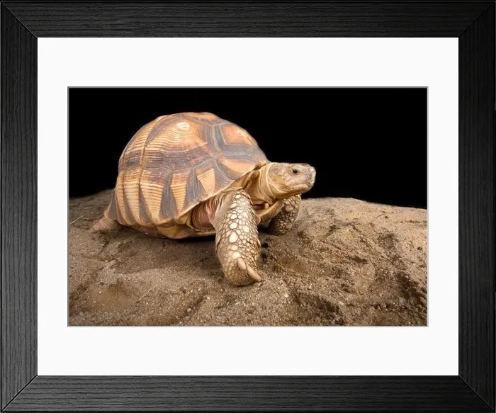 Framed Print : Angonoka tortoise (Astrochelys yniphora) Framed Print : Angonoka tortoise (Astrochelys yniphora)