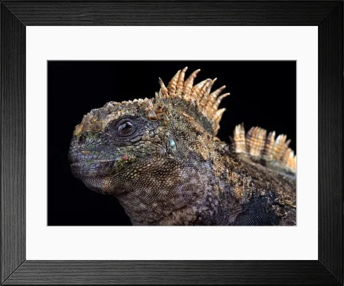 Framed Print : Santa Cruz marine iguana (Amblyrhynchus cristatus hassi) Framed Print : Santa Cruz marine iguana (Amblyrhynchus cristatus hassi)