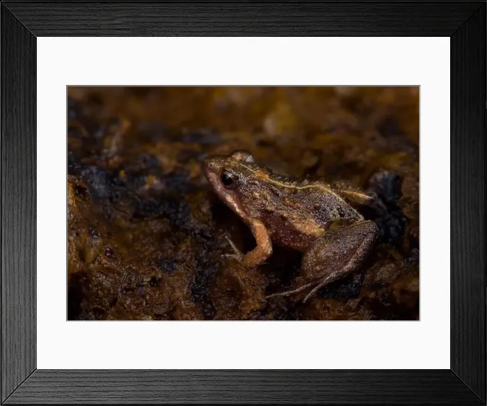 Framed Print : Natal dwarf puddle frog (Phrynobatrachus natalensis) Framed Print : Natal dwarf puddle frog (Phrynobatrachus natalensis)