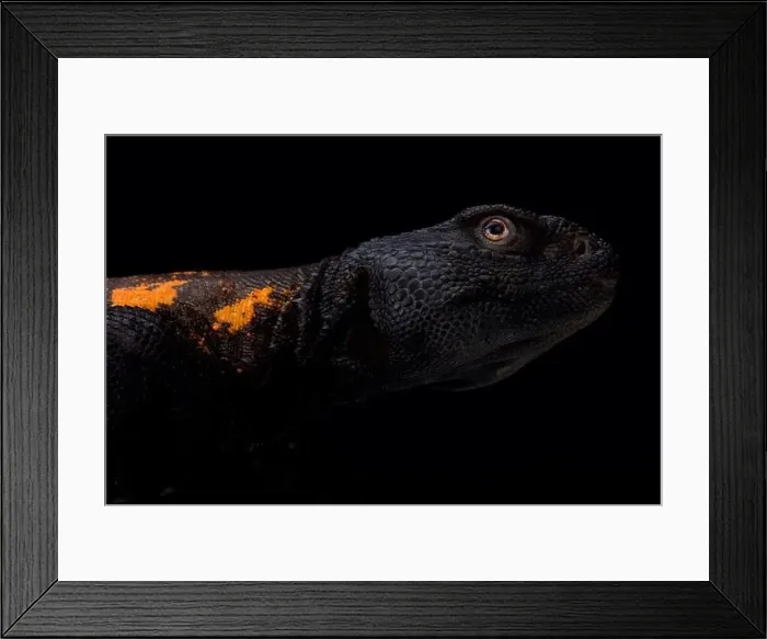 Framed Print : South Sahara spiny-tailed lizard (Uromastyx flavifasciata) Framed Print : South Sahara spiny-tailed lizard (Uromastyx flavifasciata)