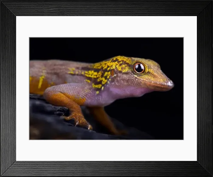 Framed Print : Psychedelic rock gecko (Cnemaspis psychedelica)