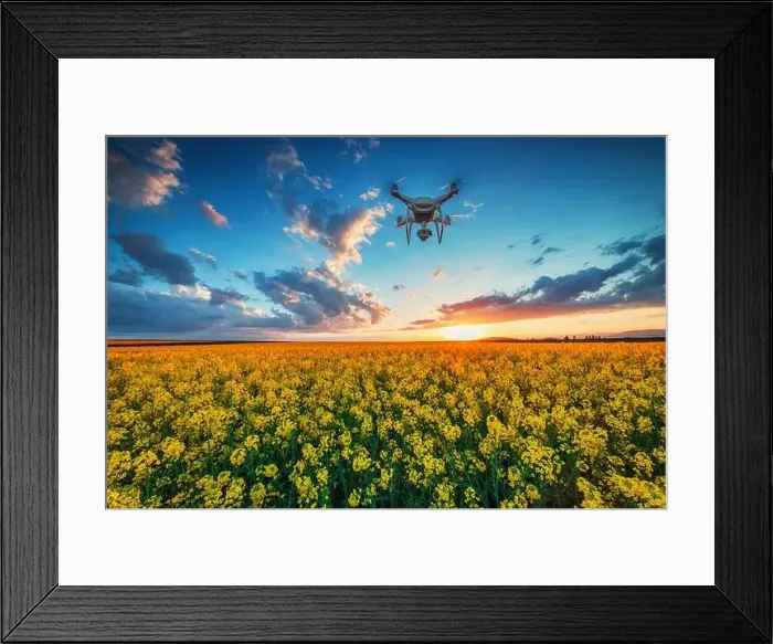 Framed Print : Flying drone over the rapeseed field at spring, sunset shot Framed Print : Flying drone over the rapeseed field at spring, sunset shot
