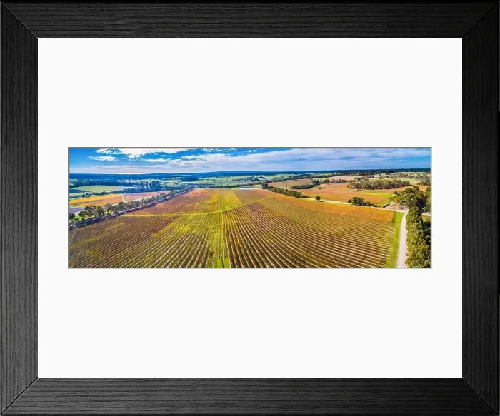Framed Print : Wide aerial panorama of large vineyard in autumn near Red Hill, Victoria, Australia Framed Print : Wide aerial panorama of large vineyard in autumn near Red Hill, Victoria, Australia