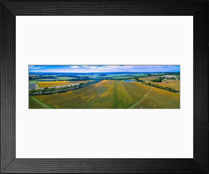Framed Print : Huge vineyard in autumn on bright sunny day - wide aerial panoramic landscape Framed Print : Huge vineyard in autumn on bright sunny day - wide aerial panoramic landscape