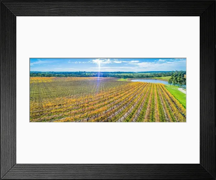 Framed Print : Beautiful aerial panorama of golden vineyard on bright sunny day with sun flare Framed Print : Beautiful aerial panorama of golden vineyard on bright sunny day with sun flare