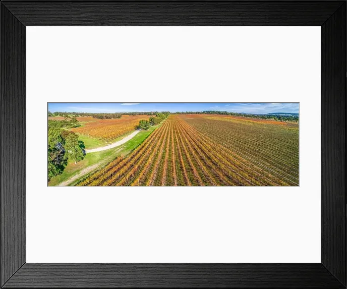 Framed Print : Large vineyard in autumn - aerial panoramic landscape Framed Print : Large vineyard in autumn - aerial panoramic landscape