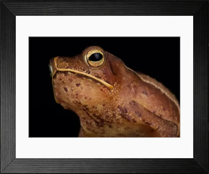 Framed Print : Guiana shield leaf toad (Rhinella lescurei) male Framed Print : Guiana shield leaf toad (Rhinella lescurei) male
