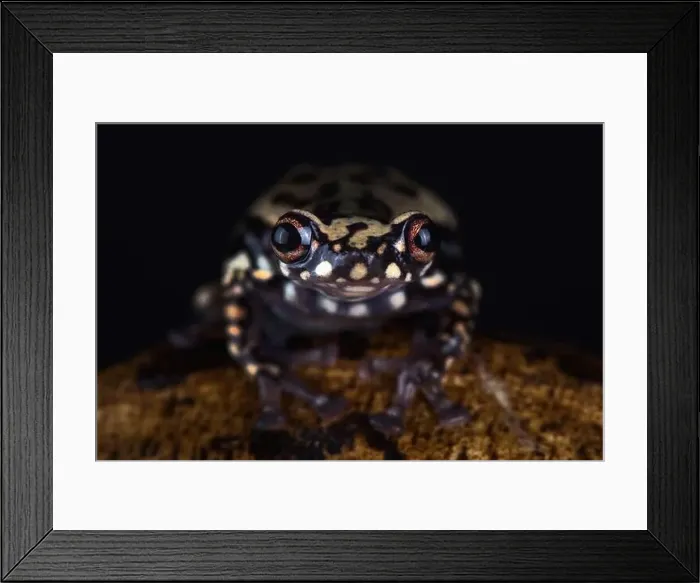 Framed Print : Tukeit hill frog (Allophryne ruthveni) Framed Print : Tukeit hill frog (Allophryne ruthveni)