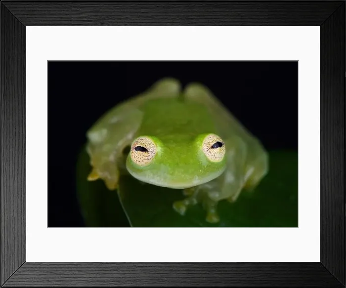 Framed Print : Taylor's glassfrog (Hyalinobatrachium taylori) Framed Print : Taylor's glassfrog (Hyalinobatrachium taylori)