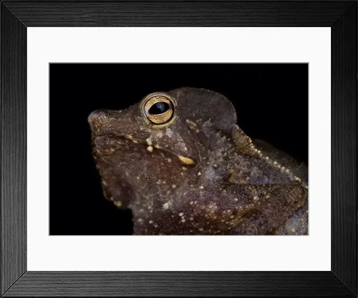 Framed Print : Marty's Mitred Toad (Rhinella martyi) Framed Print : Marty's Mitred Toad (Rhinella martyi)