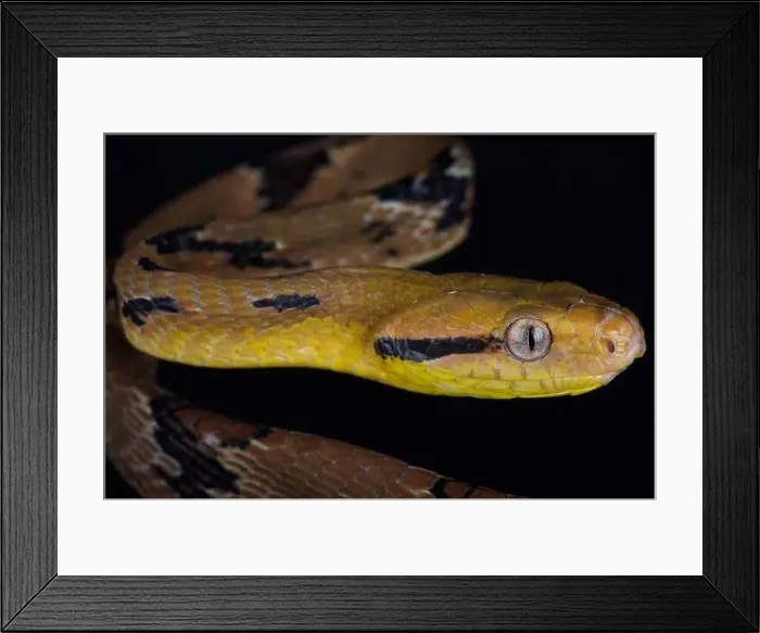 Framed Print : Dog toothed catsnake (Boiga cynodon) Framed Print : Dog toothed catsnake (Boiga cynodon)