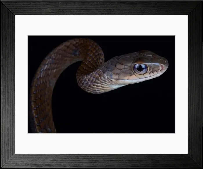 Framed Print : White bellied rat snake (Ptyas fusca) Framed Print : White bellied rat snake (Ptyas fusca)
