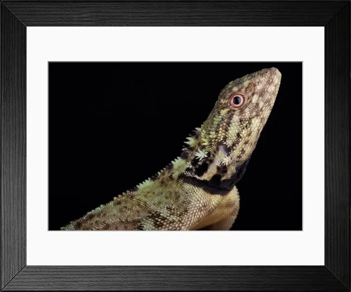 Framed Print : Collared tree lizard (Plica plica) Framed Print : Collared tree lizard (Plica plica)