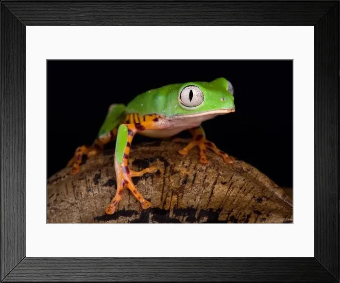 Framed Print : Orange legged leaf frog (Phyllomedusa hypochondrialis) Framed Print : Orange legged leaf frog (Phyllomedusa hypochondrialis)