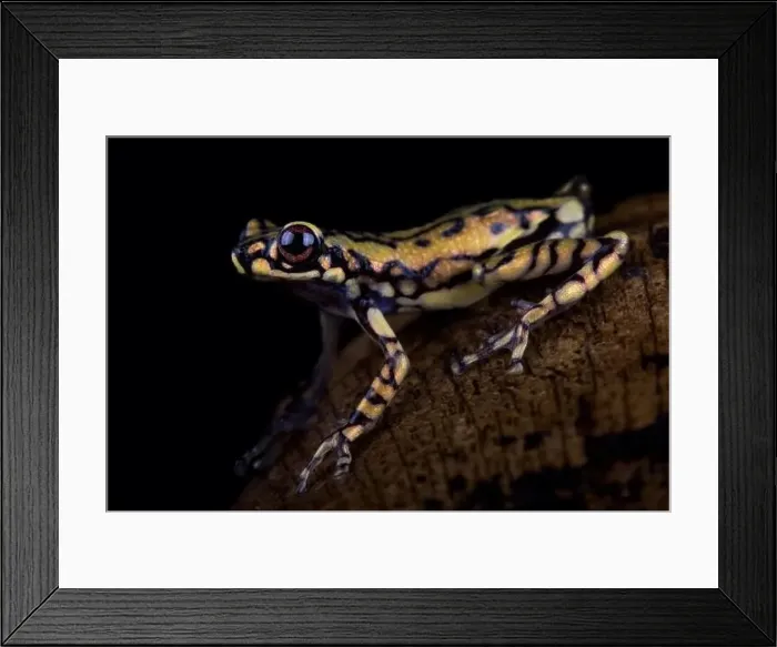 Framed Print : Tukeit hill frog (Allophryne ruthveni) Framed Print : Tukeit hill frog (Allophryne ruthveni)