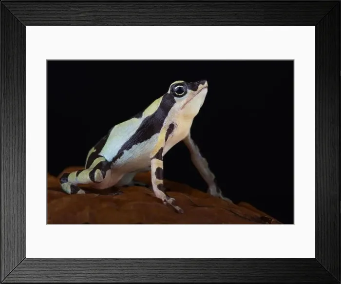 Framed Print : Stumpfoot toad (Atelopus hoogmoedi) Framed Print : Stumpfoot toad (Atelopus hoogmoedi)