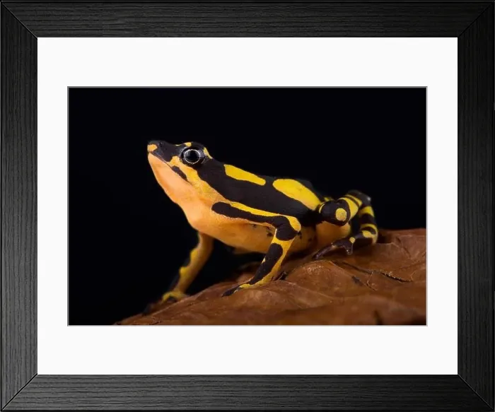 Framed Print : Stumpfoot toad (Atelopus hoogmoedi) Framed Print : Stumpfoot toad (Atelopus hoogmoedi)