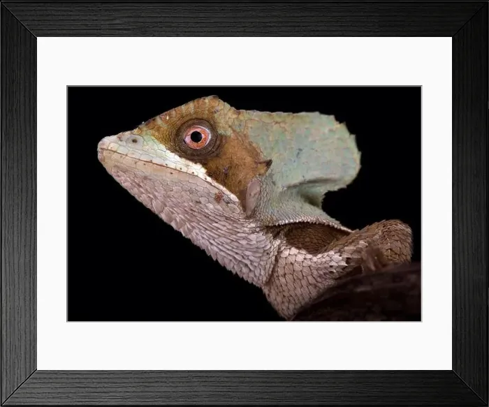 Framed Print : Casque-headed lizard (Corytophanes hernandezii) Framed Print : Casque-headed lizard (Corytophanes hernandezii)