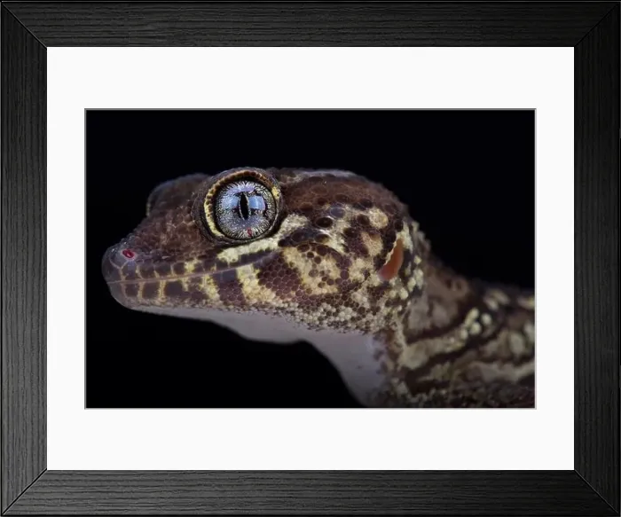 Framed Print : Panther gecko (Paroedura picta) Framed Print : Panther gecko (Paroedura picta)