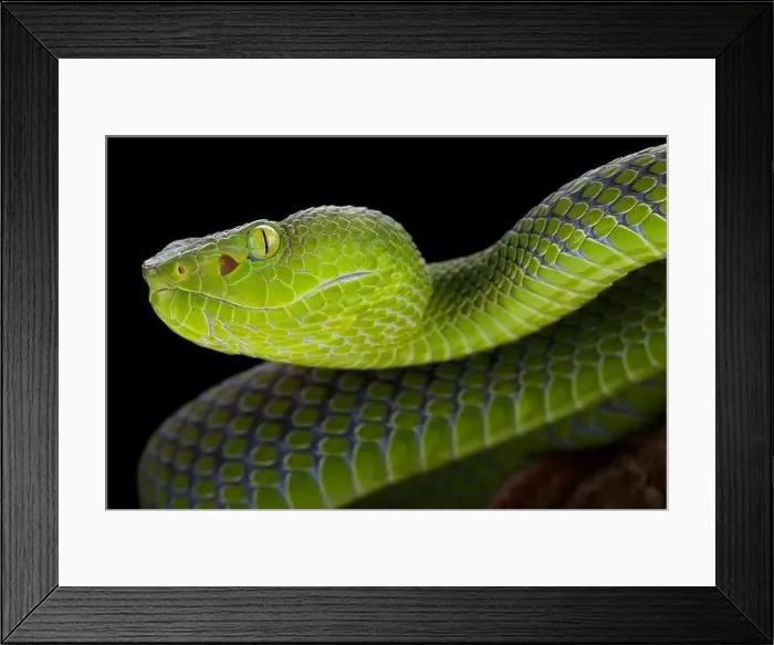 Framed Print : Gumprecht's green pitviper (Trimeresurus gumprechti) female Framed Print : Gumprecht's green pitviper (Trimeresurus gumprechti) female
