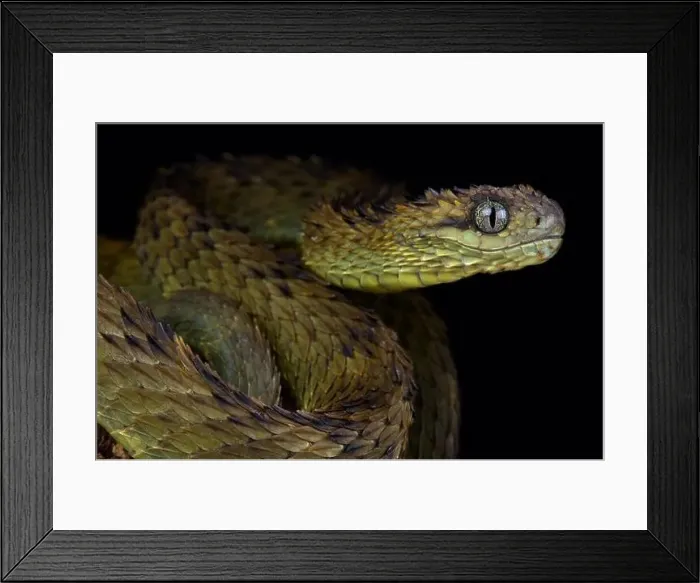 Framed Print : Hairy bush viper (Atheris hispida) Framed Print : Hairy bush viper (Atheris hispida)