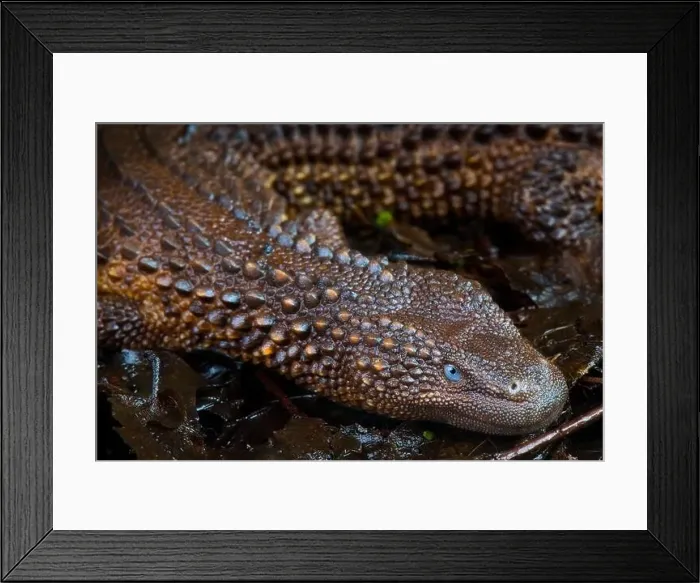 Framed Print : Borneo earless monitor (Lanthanotus borneensis) Framed Print : Borneo earless monitor (Lanthanotus borneensis)