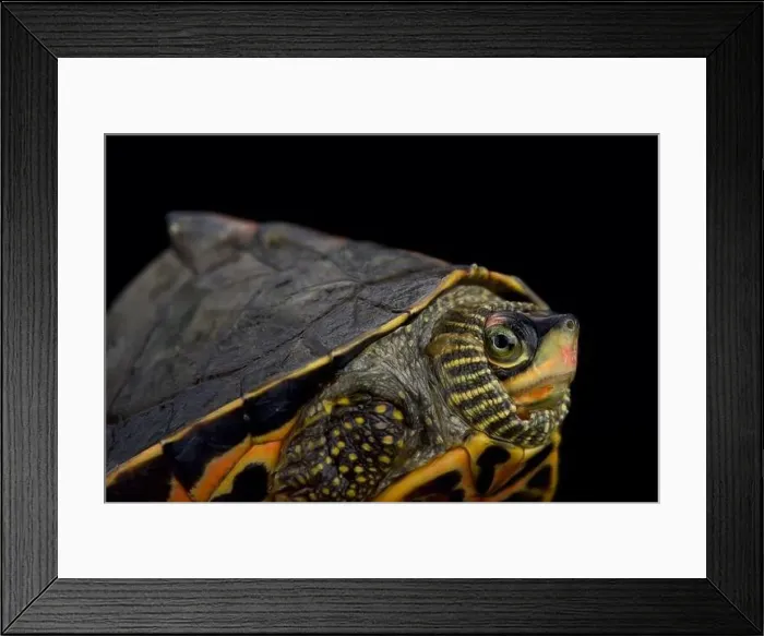 Framed Print : Indian roofed turtle (Pangshura tecta) Framed Print : Indian roofed turtle (Pangshura tecta)